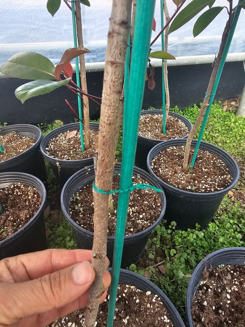 뿌리묘목농원님의 장터 판매 상품 [레드로빈홍가시 3년생 (7호포트)] 첨부 사진