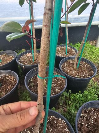 뿌리묘목농원님의 작성글 사진