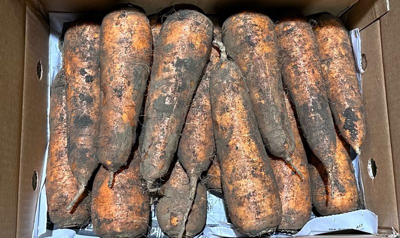 김훈님의 장터 판매 상품 [2025년 제주 구좌 햇 당근 5kg, 10kg] 첨부 사진