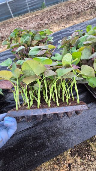 김동수님의 자유주제 · 자유게시판 작성글 사진
