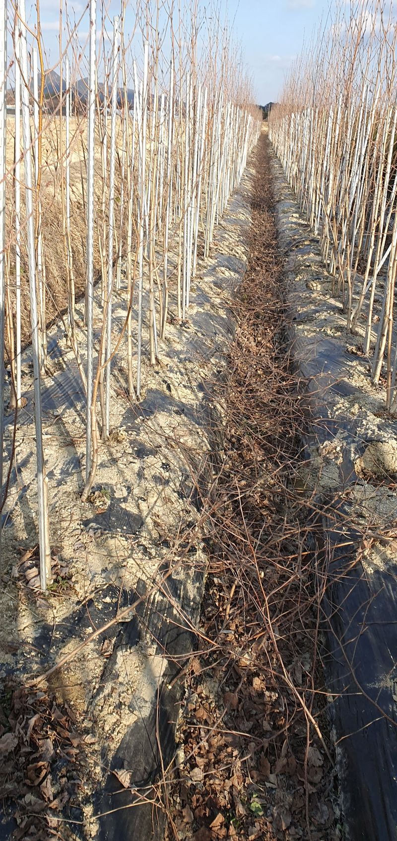 권영섭님의 장터 판매 상품 [자작나무(잭큐몬티 도랜보스)] 첨부 사진