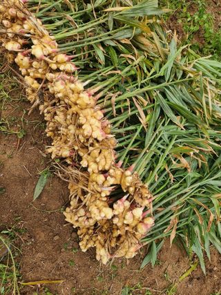 최군환님의 👍올해 나의 최고 자랑은? · 참여글 작성글 사진