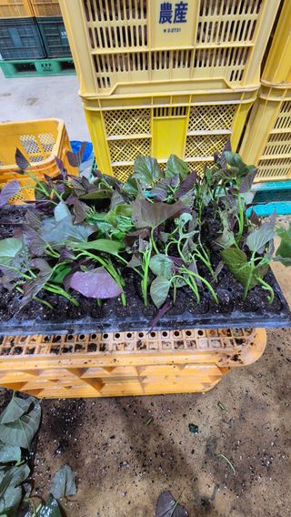 김동수님의 자유주제 · 자유게시판 작성글 사진