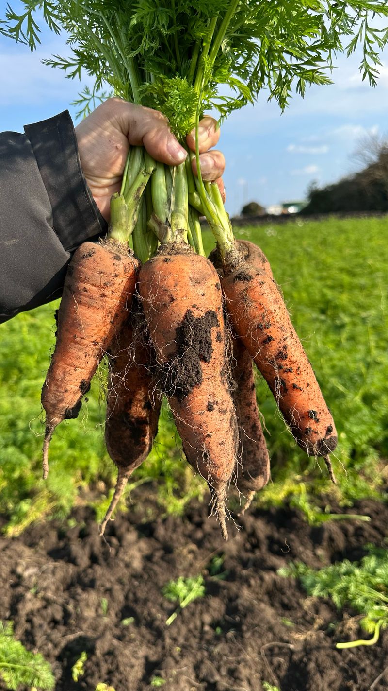 김훈님의 장터 판매 상품 [2025년 제주 구좌 햇 당근 5kg, 10kg] 첨부 사진