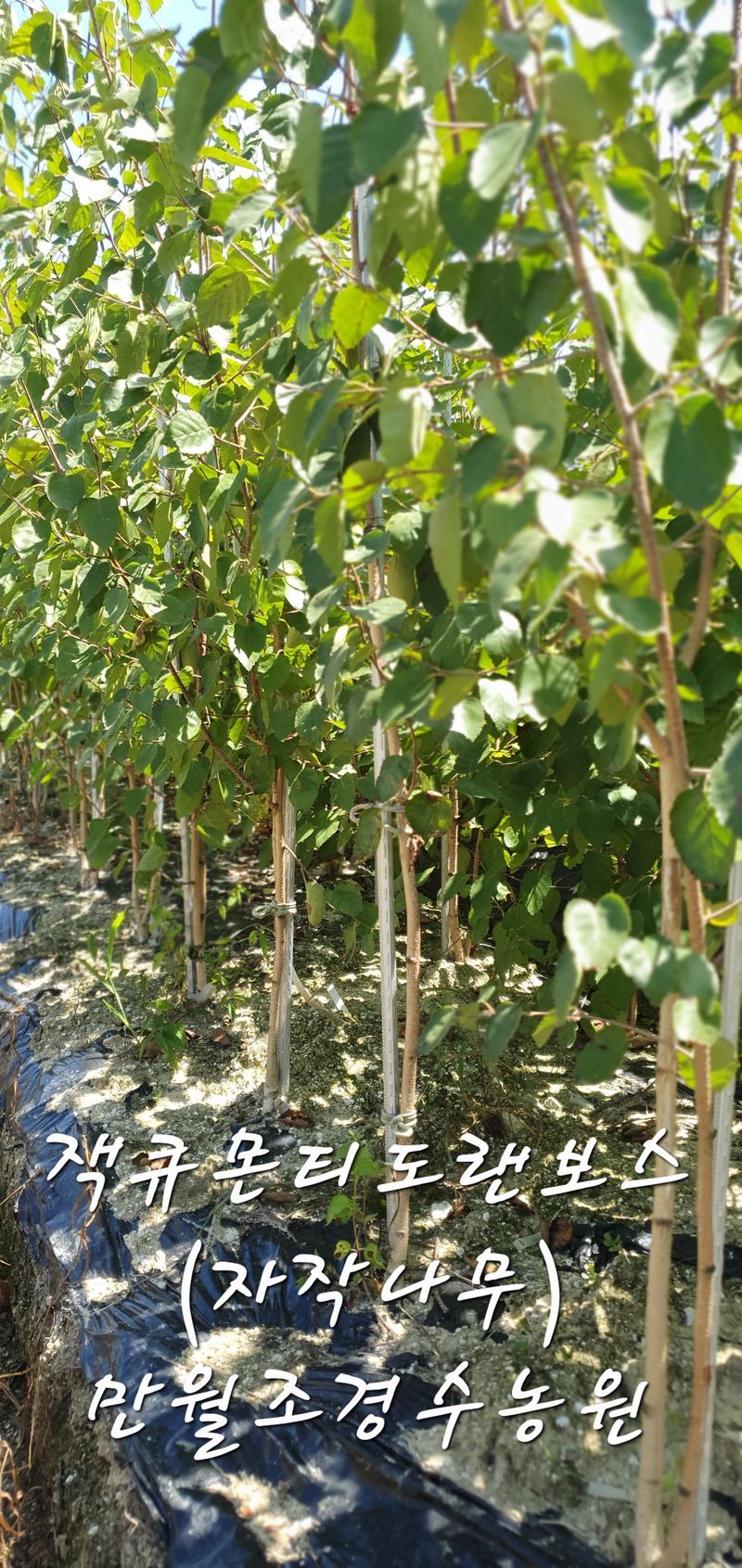권영섭님의 장터 판매 상품 [자작나무(잭큐몬티 도랜보스)] 첨부 사진