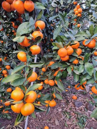 박종례님의 👍올해 나의 최고 자랑은? · 참여글 작성글 사진