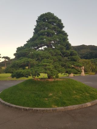 영천경마장조경수농원님의 👍올해 나의 최고 자랑은? · 참여글 작성글 사진