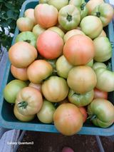 팜모닝 👍올해 나의 최고 자랑은?·참여글 게시글 이미지