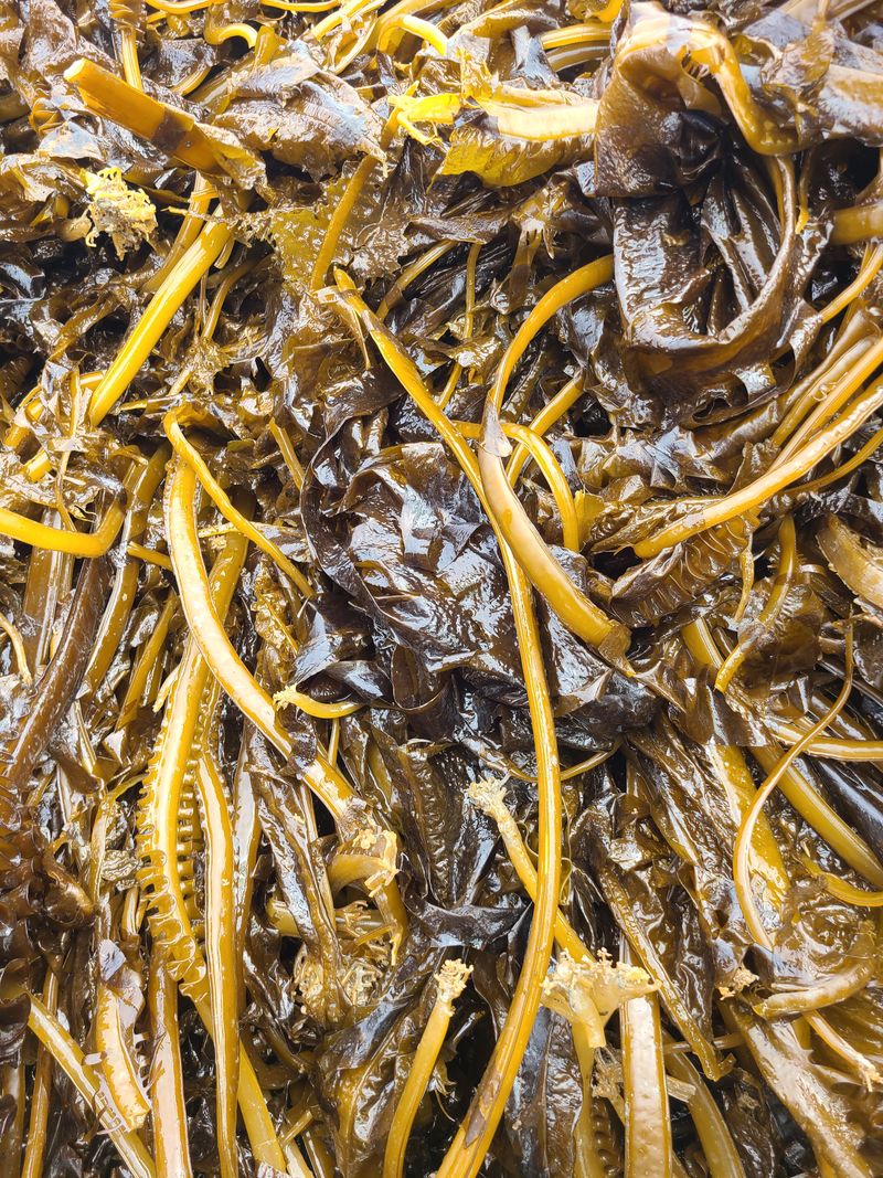 송원정님의 장터 판매 상품 [직접 생산) 진도 프리미엄 자연산 산모미역 선물세트] 첨부 사진