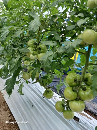 임동화님의 👍올해 나의 최고 자랑은? · 참여글 작성글 사진