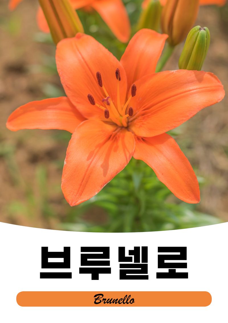 이주환님의 장터 판매 상품 [네덜란드 백합 모근] 첨부 사진