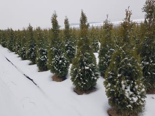 영천경마장조경수농원님의 👍올해 나의 최고 자랑은? · 참여글 작성글 사진