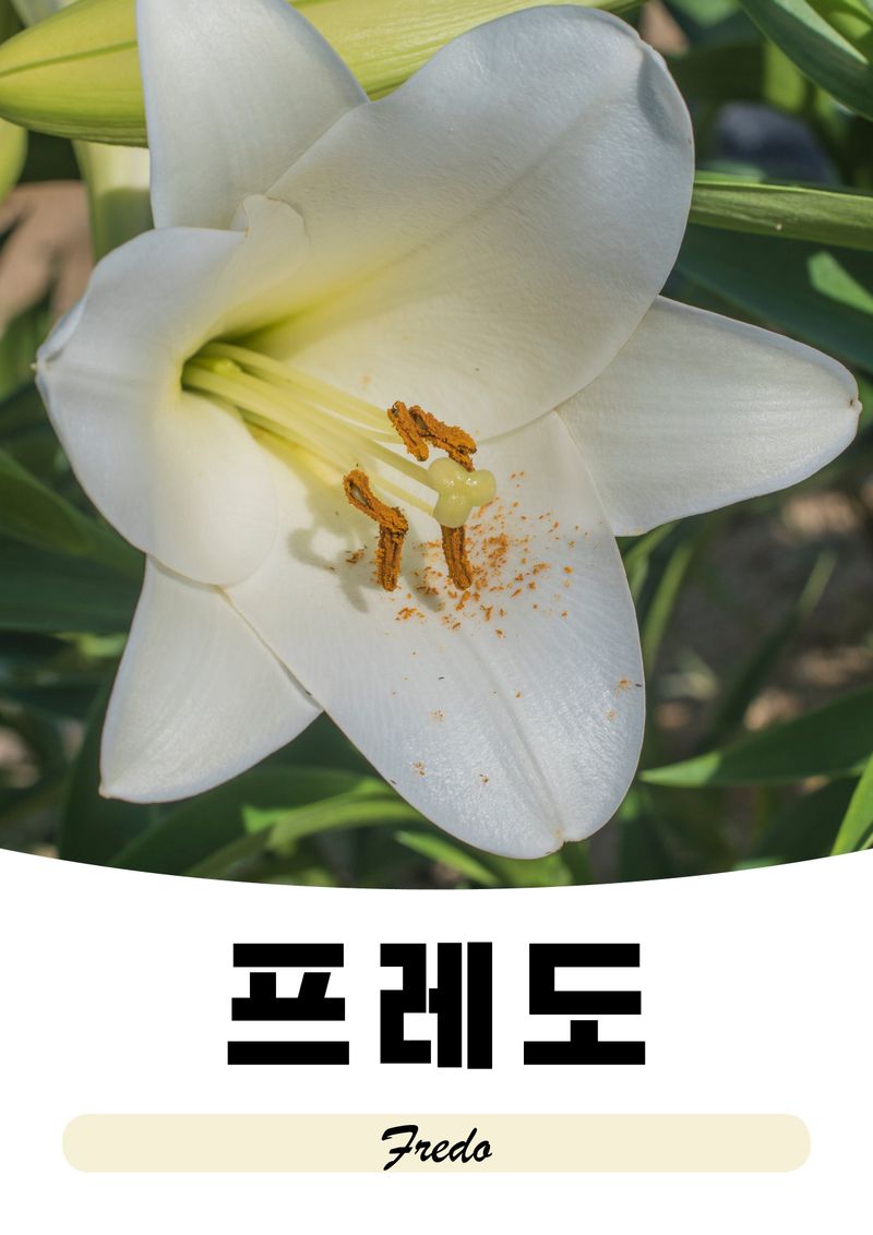 이주환님의 장터 판매 상품 [네덜란드 백합 모근] 첨부 사진