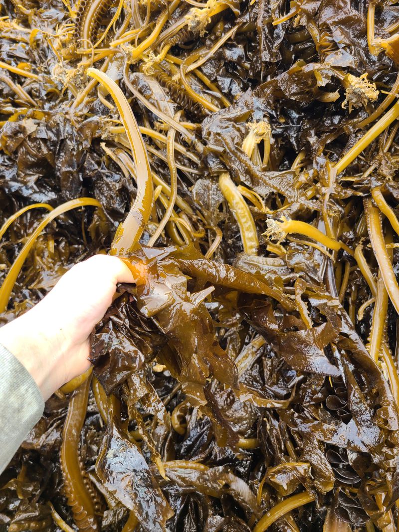 송원정님의 장터 판매 상품 [직접 생산) 진도 프리미엄 자연산 산모미역 선물세트] 첨부 사진