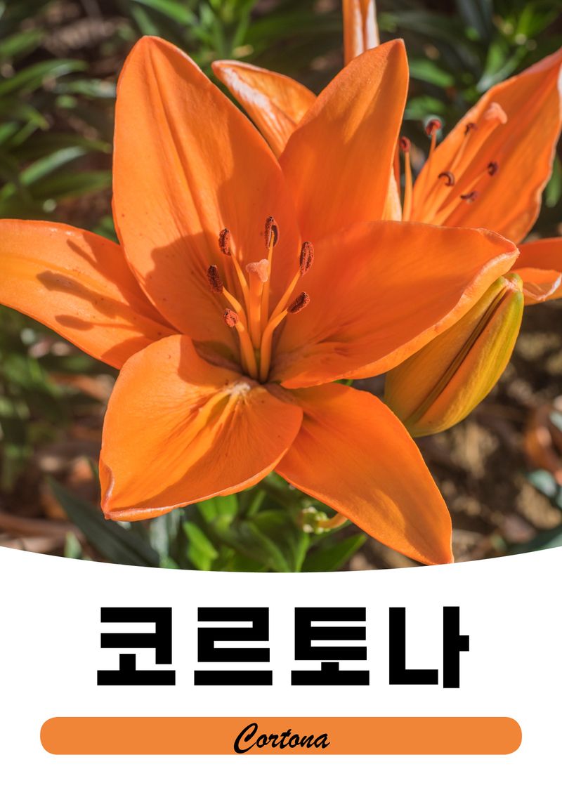 이주환님의 장터 판매 상품 [네덜란드 백합 모근] 첨부 사진