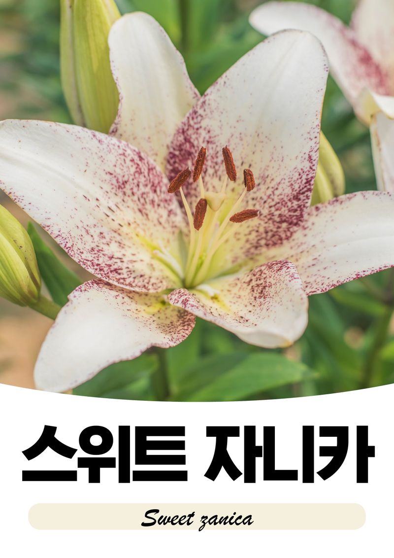 이주환님의 장터 판매 상품 [네덜란드 백합 모근] 첨부 사진