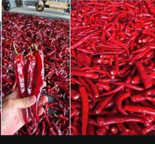 대산농사대장님의 고추 · 품종•종자 작성글 사진