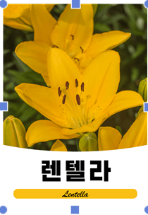 이주환님의 장터 판매 상품 [네덜란드 백합 모근] 첨부 사진