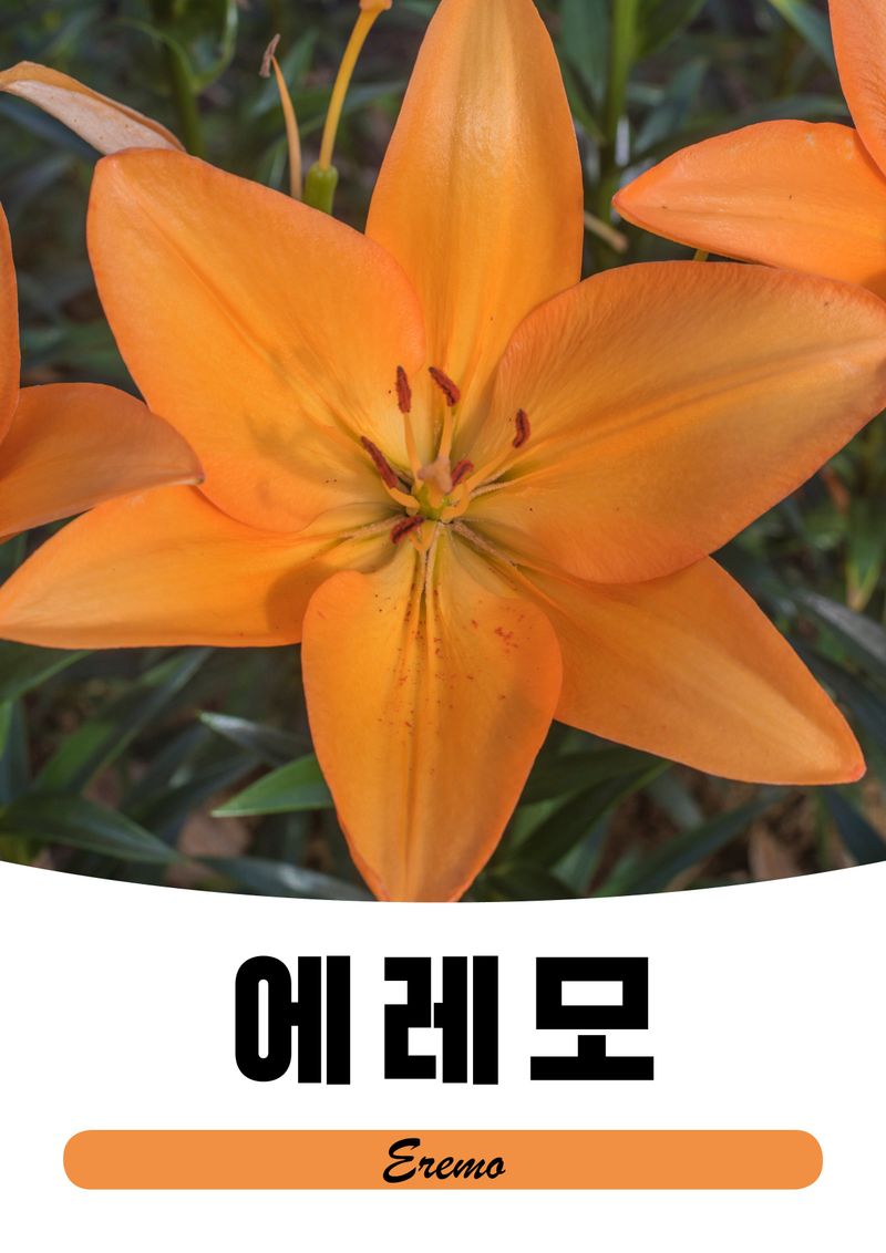 이주환님의 장터 판매 상품 [네덜란드 백합 모근] 첨부 사진