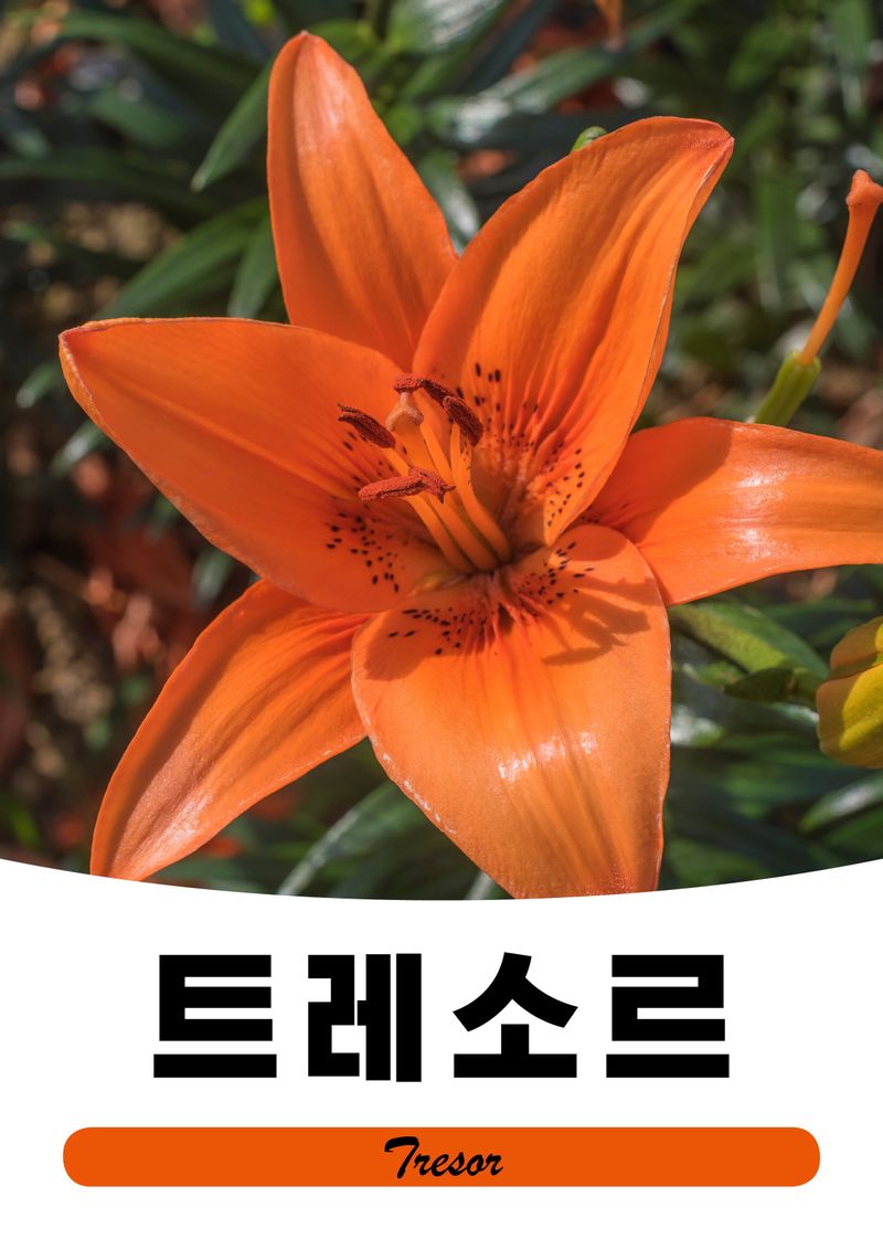 이주환님의 장터 판매 상품 [네덜란드 백합 모근] 첨부 사진