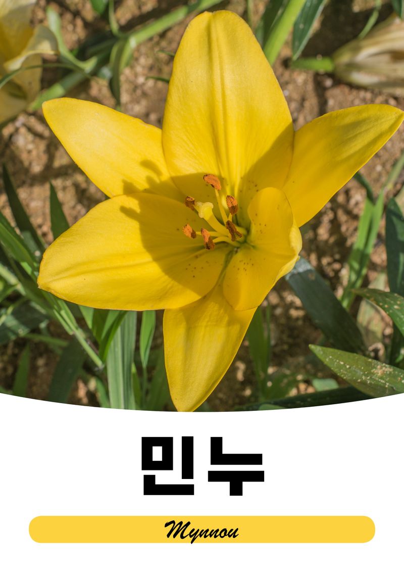 이주환님의 장터 판매 상품 [네덜란드 백합 모근] 첨부 사진