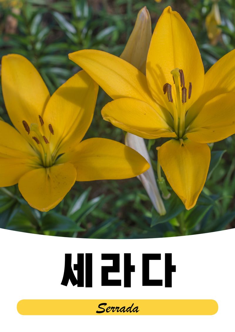 이주환님의 장터 판매 상품 [네덜란드 백합 모근] 첨부 사진