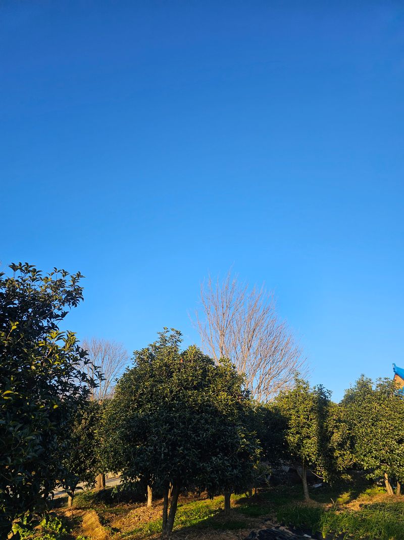 삼서면님의 장터 판매 상품 [은목서 / 조경수 판매] 첨부 사진