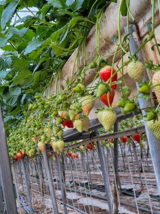 논산. 이순자님의 2025년, 농사계획은 어떻게 되시나요? · 참여글 작성글 사진