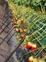 팜모닝 2025년, 농사계획은 어떻게 되시나요?·참여글 게시글 이미지