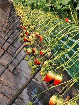 이대로님의 2025년, 농사계획은 어떻게 되시나요? · 참여글 작성글 사진