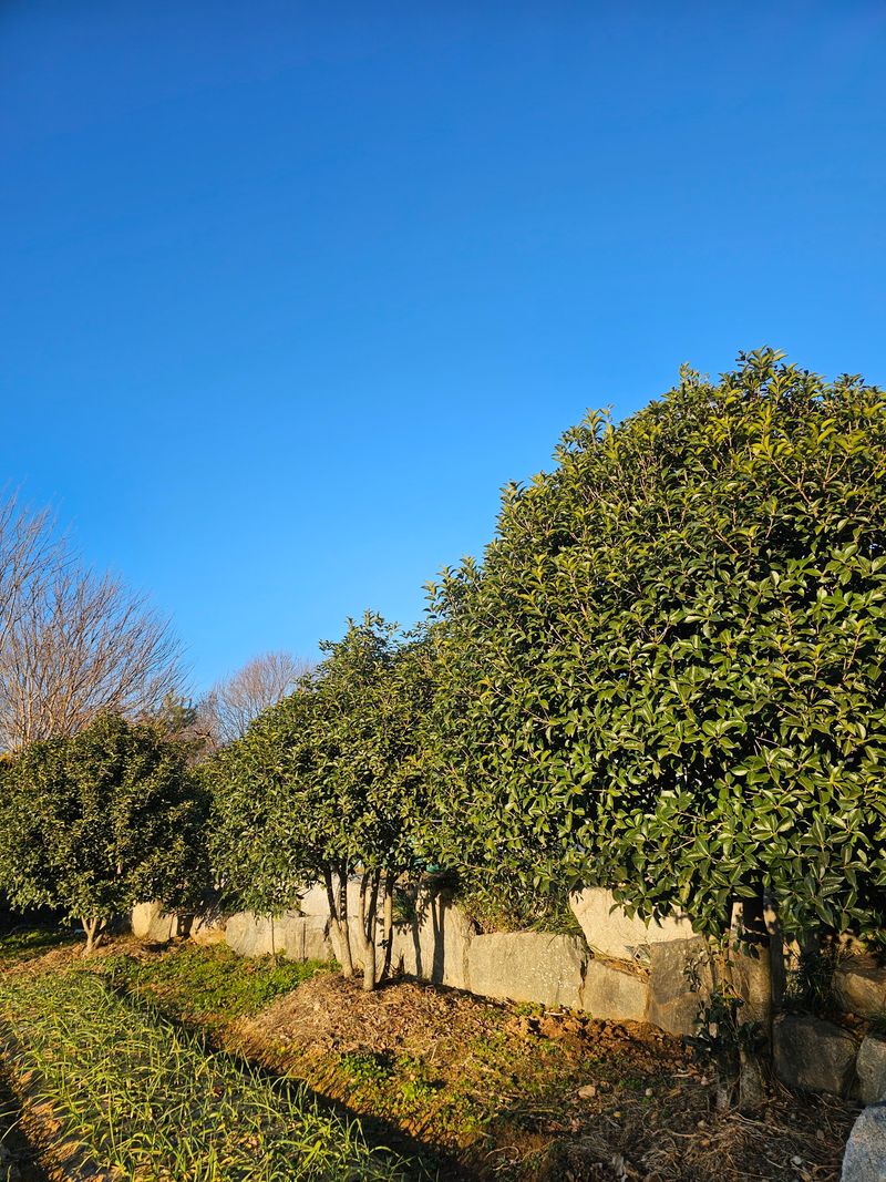 삼서면님의 장터 판매 상품 [은목서 / 조경수 판매] 첨부 사진