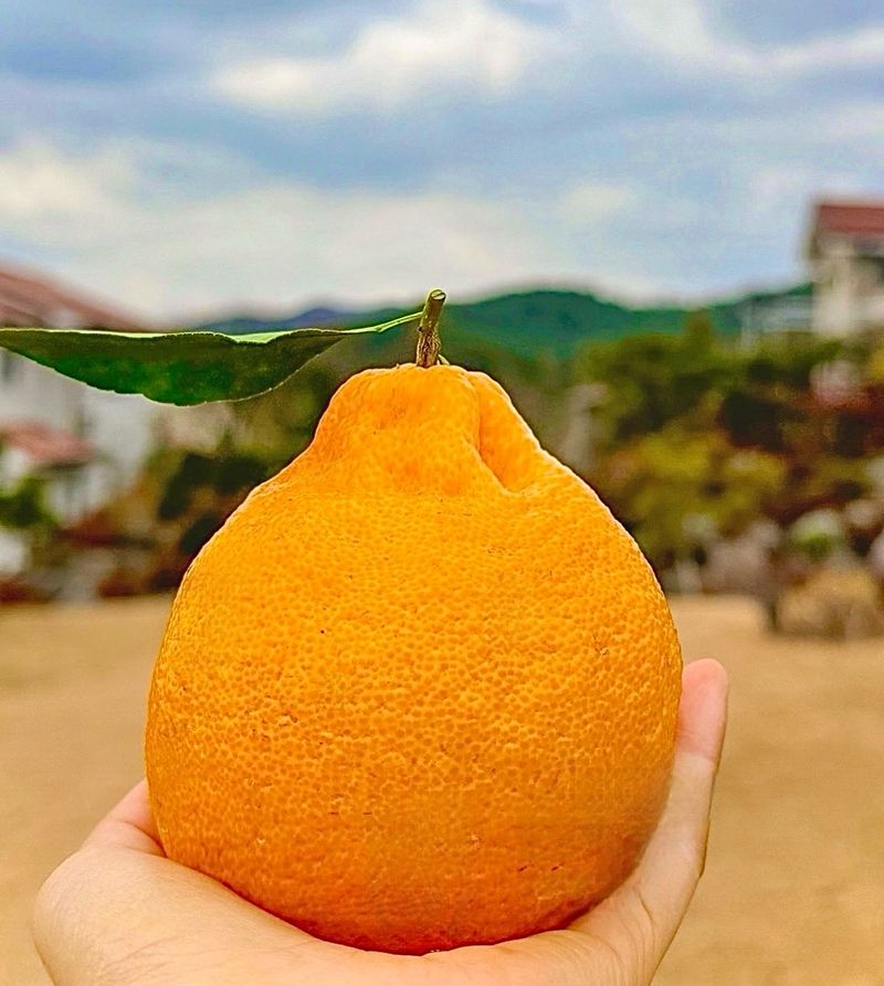 농부손녀님의 장터 판매 상품 [[가격인하] 귤폭탄 과즙 발랄한 한라봉] 첨부 사진