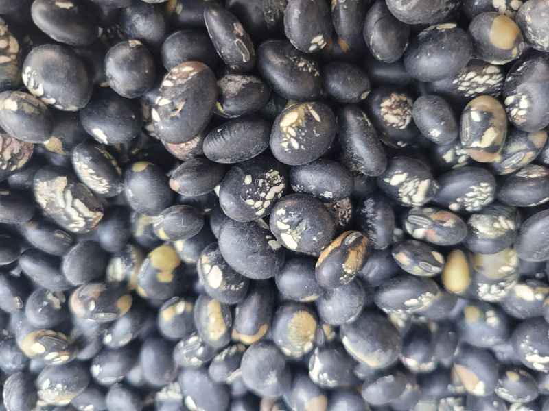 이은호님의 장터 판매 상품 [B급 서리태 판매] 첨부 사진