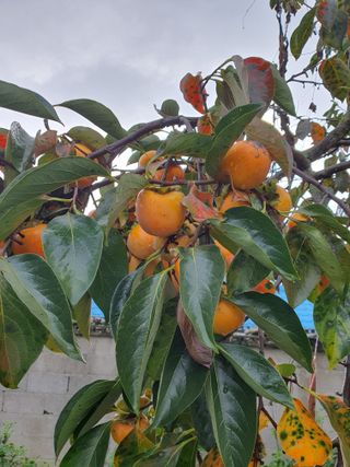 김영복님의 자유주제 · 자유게시판 작성글 사진
