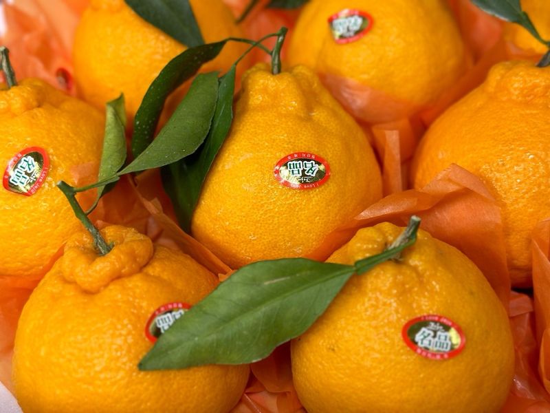 농부손녀님의 장터 판매 상품 [[가격인하] 귤폭탄 과즙 발랄한 한라봉] 첨부 사진