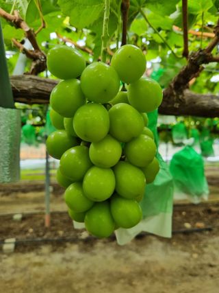 변기천님의 2025년, 농사계획은 어떻게 되시나요? · 참여글 작성글 사진