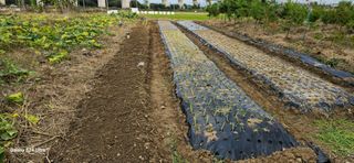 박해용(세건농장)님의 자유주제 · 자유게시판 작성글 사진