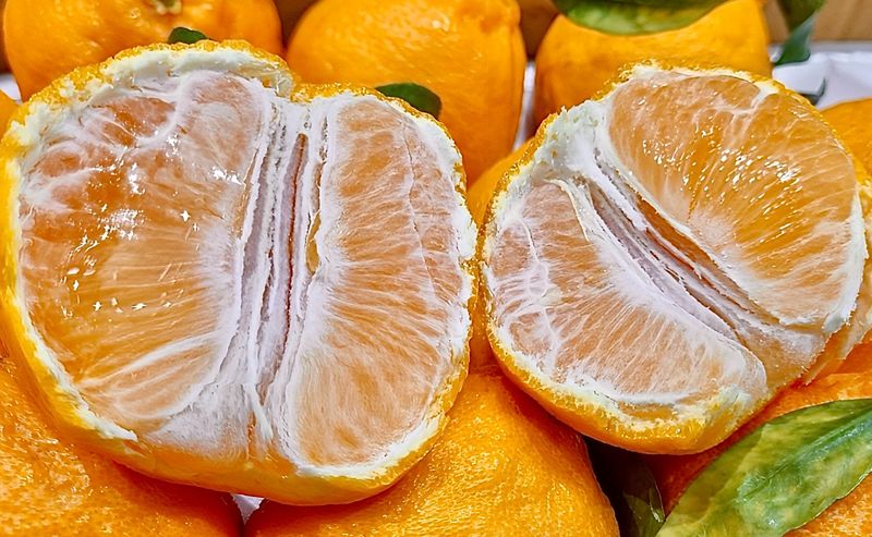 농부손녀님의 장터 판매 상품 [[가격인하] 귤폭탄 과즙 발랄한 한라봉] 첨부 사진