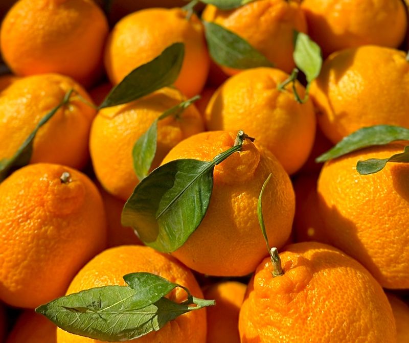 농부손녀님의 장터 판매 상품 [[가격인하] 귤폭탄 과즙 발랄한 한라봉] 첨부 사진