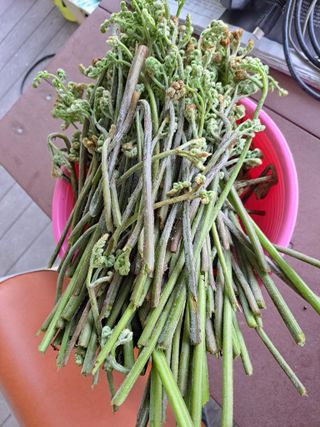 귀산촌님의 2025년, 농사계획은 어떻게 되시나요? · 참여글 작성글 사진