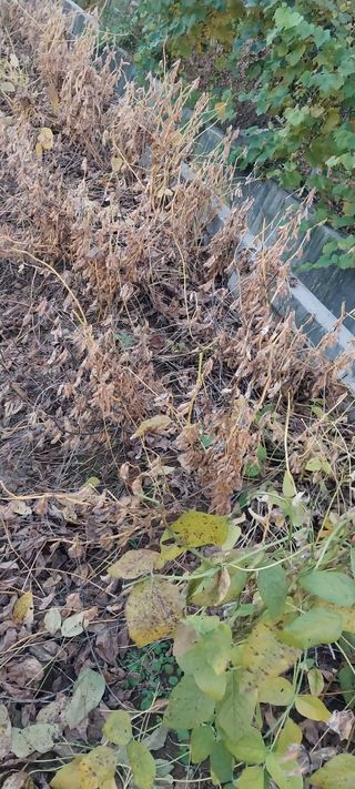 낙엽교목류15665님의 2025년, 농사계획은 어떻게 되시나요? · 참여글 작성글 사진