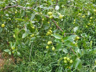 김상구님의 2025년, 농사계획은 어떻게 되시나요? · 참여글 작성글 사진
