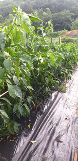 팜모닝 2025년, 농사계획은 어떻게 되시나요?·참여글 게시글 이미지