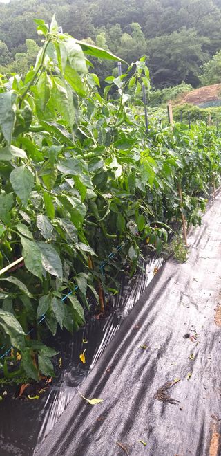 정채곤님의 2025년, 농사계획은 어떻게 되시나요? · 참여글 작성글 사진