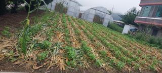 낙엽교목류15665님의 2025년, 농사계획은 어떻게 되시나요? · 참여글 작성글 사진