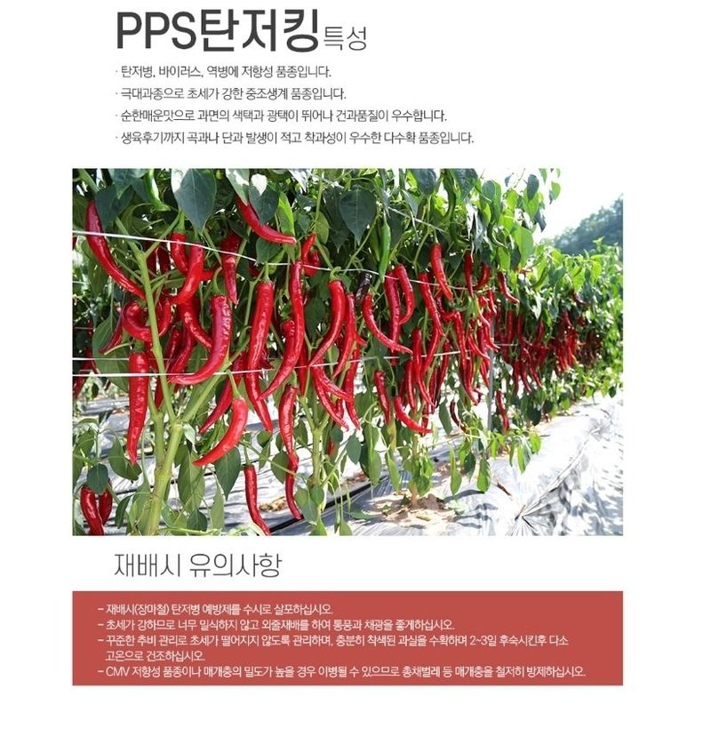 대산농사대장님의 장터 판매 상품 [탄저킹 고추씨앗 탄저 내병계   중조생 극대과종] 첨부 사진