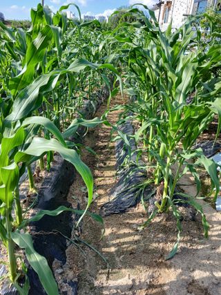 최남옥님의 2025년, 농사계획은 어떻게 되시나요? · 참여글 작성글 사진