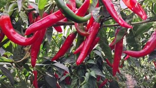 손경식드림농장님의 작성글 사진