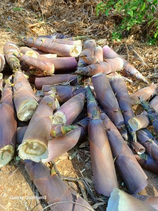 오금식(대청농원)님의 2025년, 농사계획은 어떻게 되시나요? · 참여글 작성글 사진