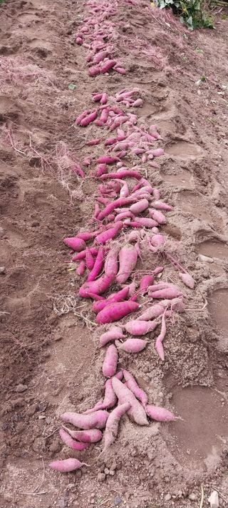 낙엽교목류15665님의 2025년, 농사계획은 어떻게 되시나요? · 참여글 작성글 사진